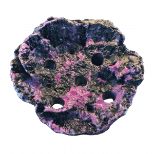 5 hole magnetic frag rock montipora display