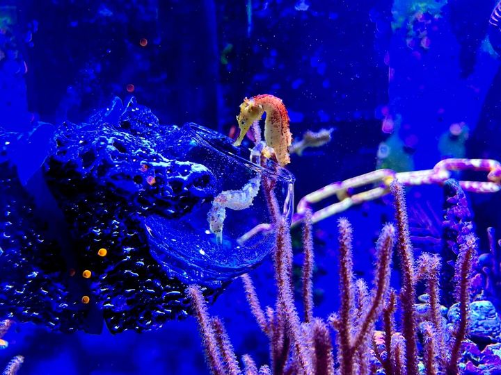 Magnetic Mushroom and Anemone rock display - Aqua Rocks