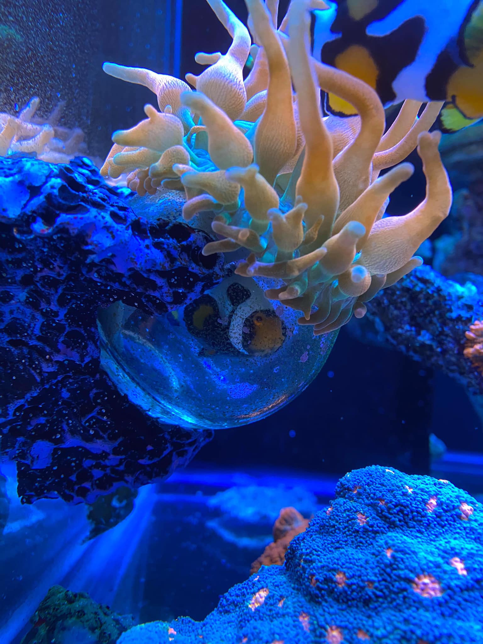 Magnetic Mushroom and Anemone rock display - Aqua Rocks
