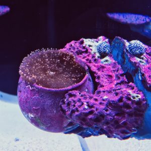 Magnetic Mushroom and Anemone rock display