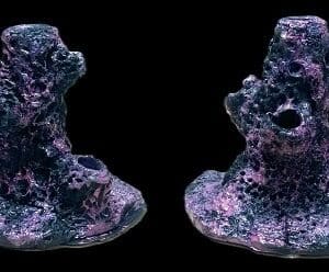 Mini Coral trees (2 pack)